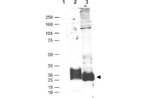 Figure. (MFAP5 Antikörper  (C-Term))