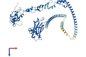 TRAF5 Protein (AA 1-557) (His tag)