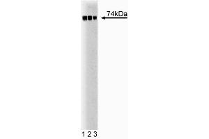 Western blot analysis of c-Raf-1 on A431 lysate. (C-Raf-1 (AA 162-378) Antikörper)