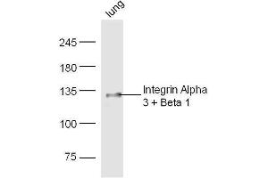 Mouse lung lysates probed with Rabbit Anti-Integrin Alpha 3 + Beta 1 Polyclonal Antibody, Unconjugated  at 1:500 for 90 min at 37˚C. (Integrin Alpha3, Beta1 (AA 976-1025) Antikörper)