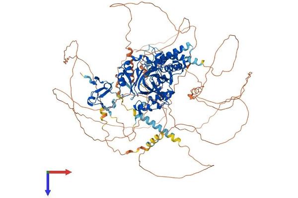 PHF2 Protein (AA 1-1096) (His tag)