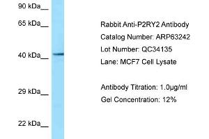 Western Blotting (WB) image for anti-Purinergic Receptor P2Y, G-Protein Coupled, 2 (P2RY2) (C-Term) antibody (ABIN2789421) (P2RY2 Antikörper  (C-Term))
