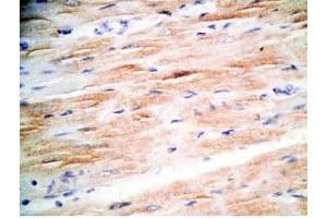 Mouse heart tissue was stained by Rabbit Anti-MCT-1 (H) Antibody (Mitocryptide-1 (MCT-1) Antikörper)