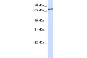 Western Blotting (WB) image for anti-Unc-5 Homolog A (UNC5A) antibody (ABIN2459391) (UNC5A Antikörper)