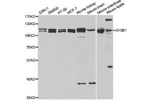 Western Blotting (WB) image for anti-SH2B Adaptor Protein 1 (SH2B1) antibody (ABIN1876744) (SH2B1 Antikörper)