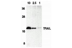Western Blotting (WB) image for anti-Tumor Necrosis Factor (Ligand) Superfamily, Member 10 (TNFSF10) (C-Term) antibody (ABIN1030767) (TRAIL Antikörper  (C-Term))