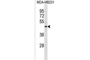 ANXA8L1/ANXA8L2 Antibody (N-term) (ABIN1539595 and ABIN2850200) western blot analysis in MDA-M cell line lysates (35 μg/lane). (ANXA8L2 Antikörper  (N-Term))