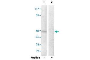 Western blot analysis of extracts from HepG2 cells, using ADORA2A polyclonal antibody . (Adenosine A2a Receptor Antikörper)