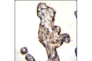 SLC15A3 Antibody (Center) (ABIN656857 and ABIN2846062) immunohistochemistry analysis in formalin fixed and paraffin embedded human placenta tissue followed by peroxidase conjugation of the secondary antibody and DAB staining. (SLC15A3 Antikörper  (AA 168-197))