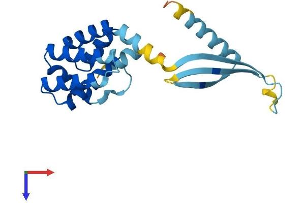COMMD7 Protein (AA 1-200) (His tag)