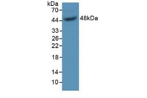 Western blot analysis of recombinant Mouse GAS6. (GAS6 Antikörper  (AA 59-221))