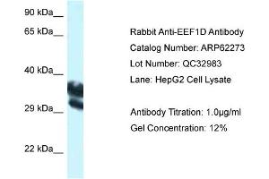 Western Blotting (WB) image for anti-Eukaryotic Translation Elongation Factor 1 delta (Guanine Nucleotide Exchange Protein) (EEF1D) (C-Term) antibody (ABIN2789095) (EEF1D Antikörper  (C-Term))