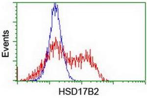 Image no. 3 for anti-Hydroxysteroid (17-Beta) Dehydrogenase 2 (HSD17B2) antibody (ABIN1498726) (HSD17B2 Antikörper)