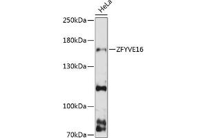 Western blot analysis of extracts of HeLa cells, using ZFYVE16 antibody (ABIN6129168, ABIN6150438, ABIN6150440 and ABIN6217042) at 1:3000 dilution. (ZFYVE16 Antikörper  (AA 1-300))