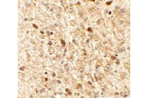 Immunohistochemistry (IHC) image for anti-Membrane-Spanning 4-Domains, Subfamily A, Member 6A (MS4A6A) (N-Term) antibody (ABIN1031461) (MS4A6A Antikörper  (N-Term))