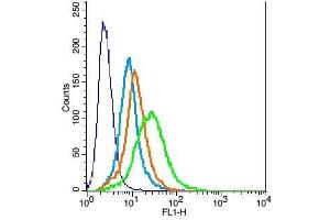 H9C2 cells probed with Rabbit Anti-Activin A Receptor Type IC Polyclonal Antibody, Unconjugated  at 1:100 for 30 minutes followed by incubation with a conjugated secondary -FITC) (green) for 30 minutes compared to control cells (blue), secondary only (light blue) and isotype control (orange). (ACVR1C/ALK7 Antikörper  (AA 21-120))