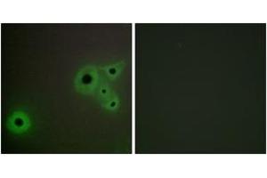 Immunofluorescence analysis of A549 cells, using MED23 Antibody.