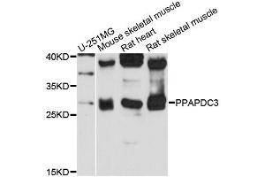 Western blot analysis of extracts of various cell lines, using PPAPDC3 antibody (ABIN6290295) at 1:3000 dilution. (PPAPDC3 Antikörper)