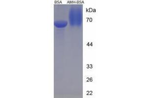 Image no. 3 for Anti-Mullerian Hormone (AMH) peptide (BSA) (ABIN5665944) (Anti-Mullerian Hormone (AMH) peptide (BSA))