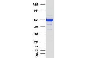 Western Blotting (WB) image for Atrial Natriuretic Peptide Receptor 3 (NPR3) protein (Myc-DYKDDDDK Tag) (ABIN2727517)
