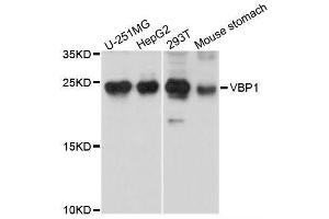 Western blot analysis of extracts of various cell lines, using VBP1 antibody (ABIN5995758) at 1/1000 dilution. (VBP1 Antikörper)