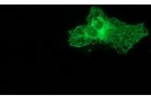 Immunofluorescence (IF) image for anti-Protein Kinase C, epsilon (PRKCE) antibody (ABIN1500234) (PKC epsilon Antikörper)