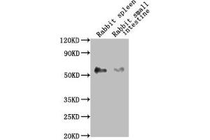 Western Blot Positive WB detected in: Rabbit spleen tissue, Rabbit small intestine tissue All lanes: CD14 antibody at 1:2500 Secondary Goat polyclonal to Mouse IgG at 1/10000 dilution Predicted band size: 41 kDa Observed band size: 55 kDa (CD14 Antikörper  (AA 20-345))