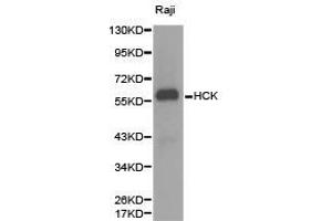 Western Blotting (WB) image for anti-Hemopoietic Cell Kinase (HCK) antibody (ABIN1872949) (HCK Antikörper)