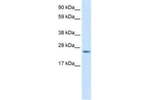 Western Blotting (WB) image for anti-Fas (TNFRSF6)-Associated Via Death Domain (FADD) antibody (ABIN2463651) (FADD Antikörper)