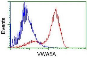 HEK293T cells transfected with either RC212185 overexpress plasmid (Red) or empty vector control plasmid (Blue) were immunostained by anti-VWA5A antibody (ABIN2453783), and then analyzed by flow cytometry. (VWA5A Antikörper)