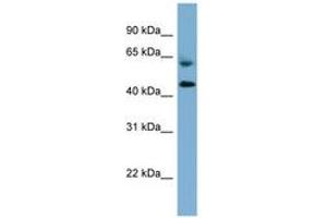 Image no. 1 for anti-Required For Meiotic Nuclear Division 1 Homolog (RMND1) (AA 251-300) antibody (ABIN6742055) (RMND1 Antikörper  (AA 251-300))
