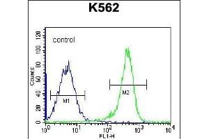 PSTPIP1 Antibody (N-term) (ABIN656428 and ABIN2845719) flow cytometric analysis of K562 cells (right histogram) compared to a negative control cell (left histogram). (PSTPIP1 Antikörper  (N-Term))