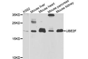 Western blot analysis of extracts of various cell lines, using UBE2F antibody. (UBE2F Antikörper)