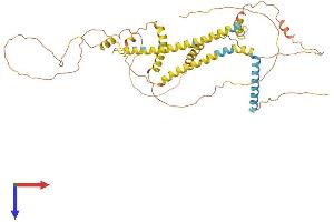 Reticulon 2 Protein (RTN2) (AA 1-471) (His tag)