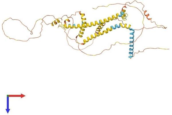 Reticulon 2 Protein (RTN2) (AA 1-471) (His tag)