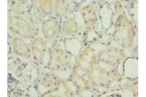 Immunohistochemistry of paraffin-embedded human kidney tissue using ABIN7142271 at dilution of 1:100 (MRPS36 Antikörper  (AA 1-103))