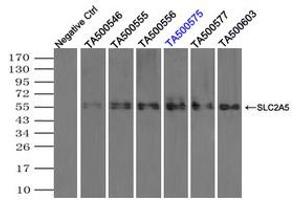 Image no. 2 for anti-Solute Carrier Family 2 (Facilitated Glucose/fructose Transporter), Member 5 (SLC2A5) antibody (ABIN1498474) (SLC2A5 Antikörper)