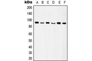 Western blot analysis of Integrin beta 5 expression in HeLa (A), SW480 (B), HT29 (C), A549 (D), Raw264. (Integrin beta 5 Antikörper  (C-Term))