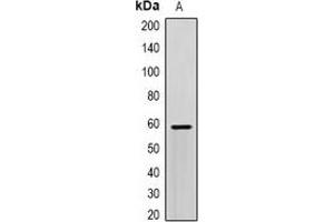 Western blot analysis of SCP2 expression in HepG2 (A) whole cell lysates.