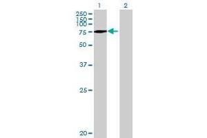 Lane 1: C3orf15 transfected lysate ( 90 KDa) Lane 2: Non-transfected lysate. (C3orf15 293T Cell Transient Overexpression Lysate(Denatured))