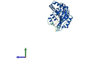 AlphaFold protein structure predicition of Human Recombinant CD38 Protein, UniprotID P28907 (CD38 Protein (AA 1-300) (His tag))