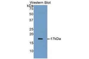 WB of Protein Standard: different control antibodies against Highly purified E. (Inhibin alpha ELISA Kit)