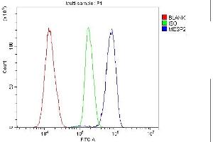 Flow Cytometry analysis of K562 cells using anti-Mesp2 antibody (ABIN7599353). (Mesp2 Antikörper  (AA 1-397))
