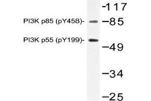 Western blot (WB) analysis of p-PI3K p85 (pTyr458)/p55 (pTyr199) antibody in extracts from NIH/3T3 cells. (PIK3R1 Antikörper  (pTyr199, pTyr458))