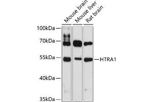 Western blot analysis of extracts of various cell lines, using HTR antibody (1693) at 1:3000 dilution. (HTRA1 Antikörper  (AA 22-160))