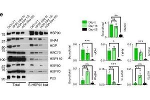 HSP90 complexes in hPSCs and hPSC-derived mDA neurons. (HSPA4 Antikörper)