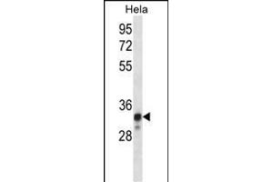 NDUFS8 Antibody (Center) (ABIN656483 and ABIN2845762) western blot analysis in Hela cell line lysates (35 μg/lane). (NDUFS8 Antikörper  (AA 81-108))