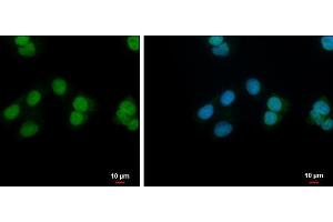 ICC/IF Image NANS antibody [N1C3] detects NANS protein at nucleus by immunofluorescent analysis. (NANS Antikörper  (Center))