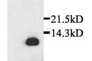 Detection of rat recombinant SDF-1beta in transfected cells by Western Blot (SDF1 beta Antikörper)