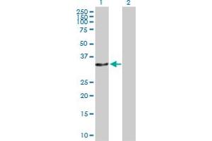 Western Blot analysis of CAMLG expression in transfected 293T cell line by CAMLG MaxPab polyclonal antibody.